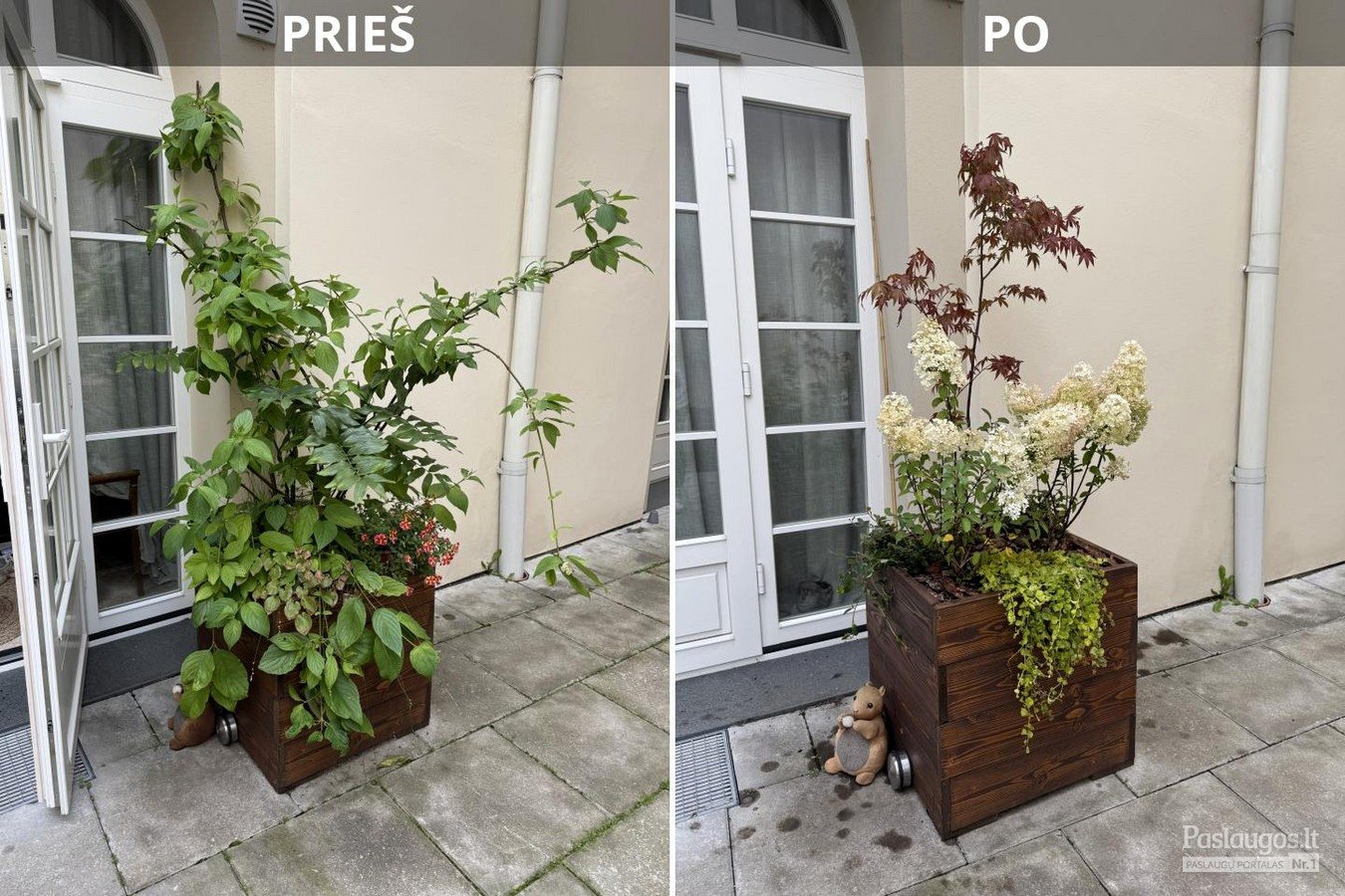 Augalų kompozicijos prieš ir po atnaujinimo